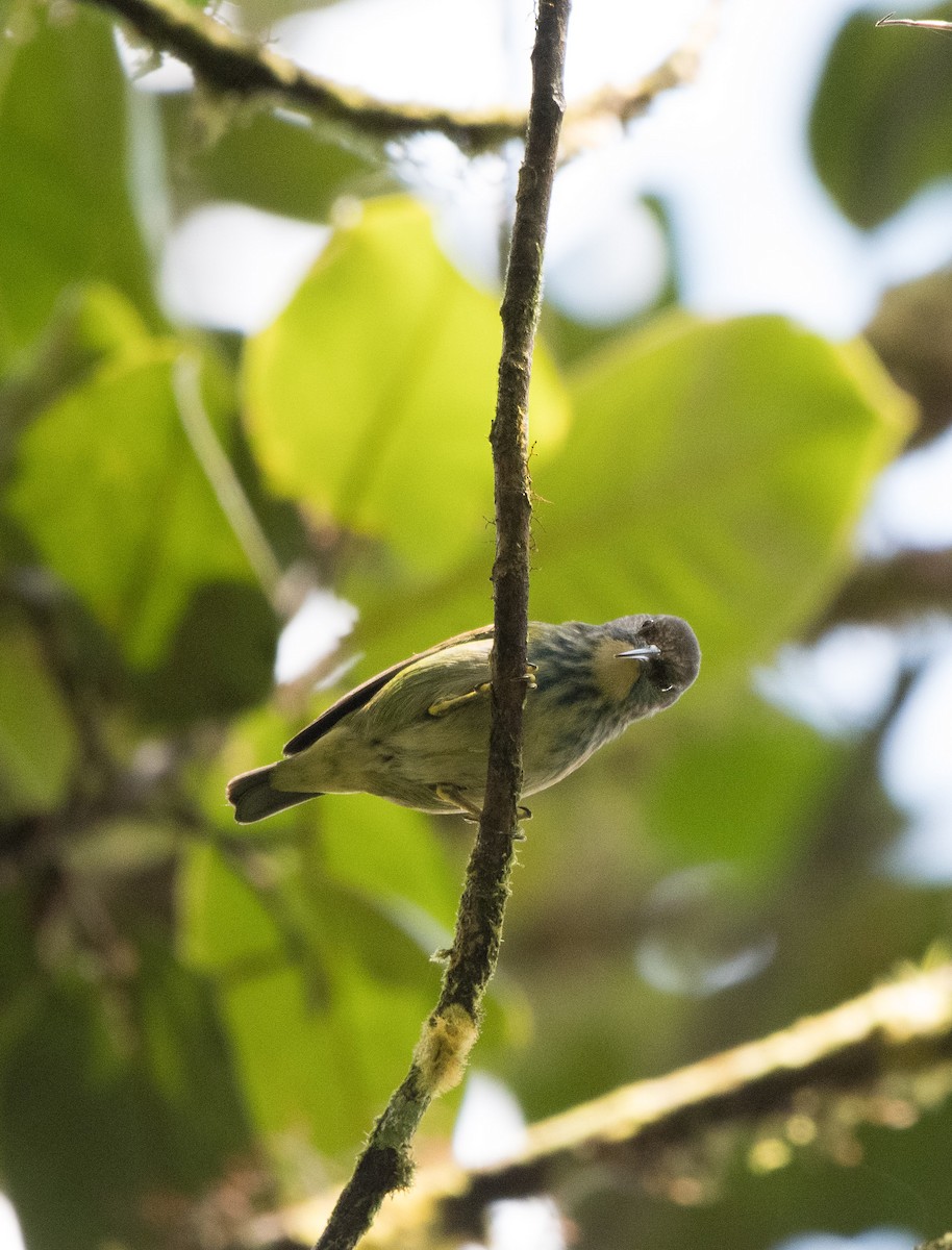 Shining Honeycreeper - ML643455166