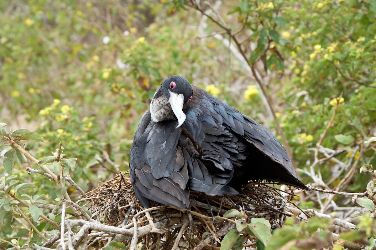 Great Frigatebird - ML643455176