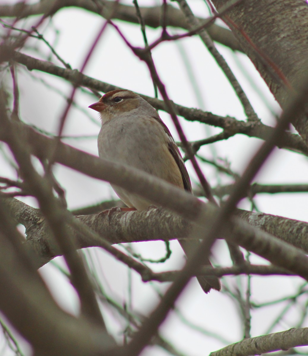 Bruant à couronne blanche - ML643455190