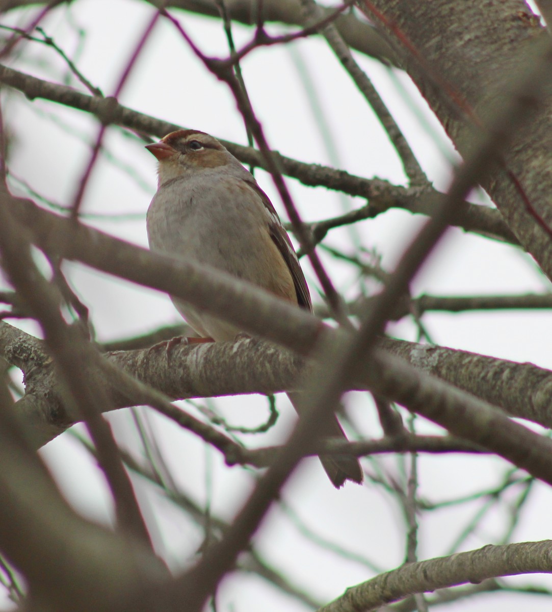 Bruant à couronne blanche - ML643455191