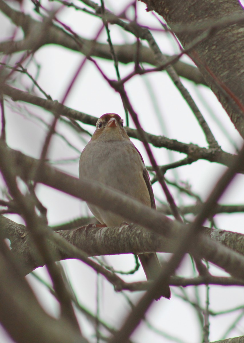 Bruant à couronne blanche - ML643455192