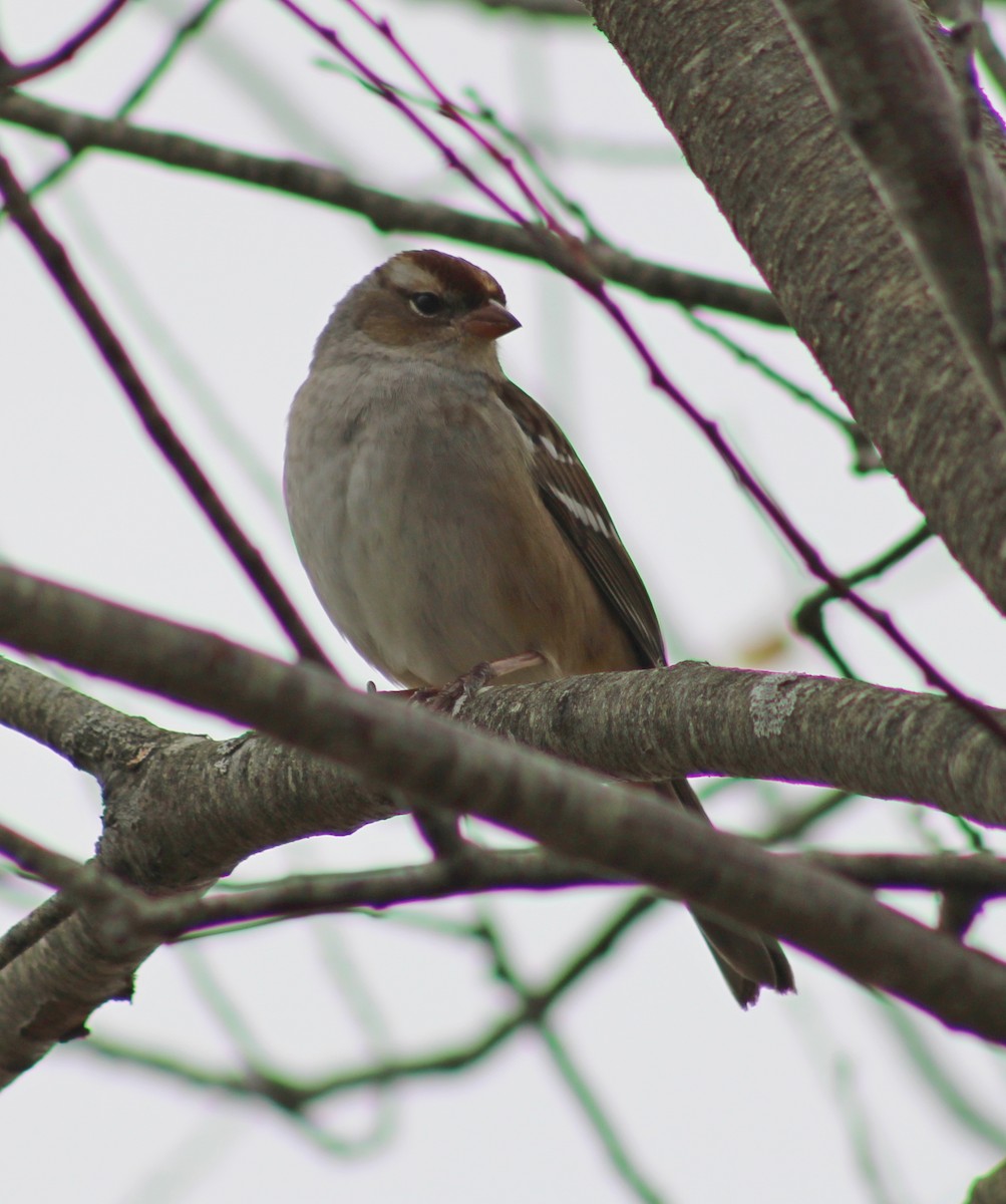 Bruant à couronne blanche - ML643455193