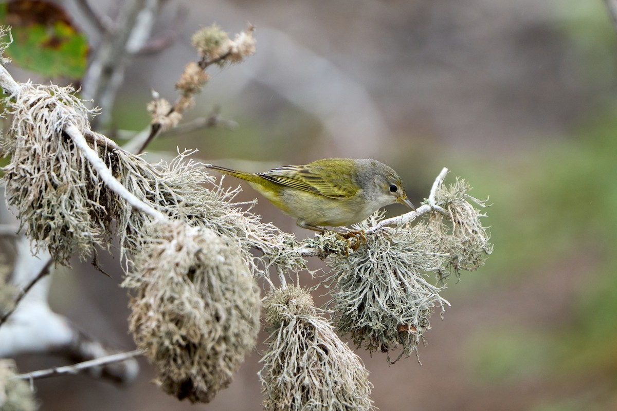 Yellow Warbler (Galapagos) - ML643455211