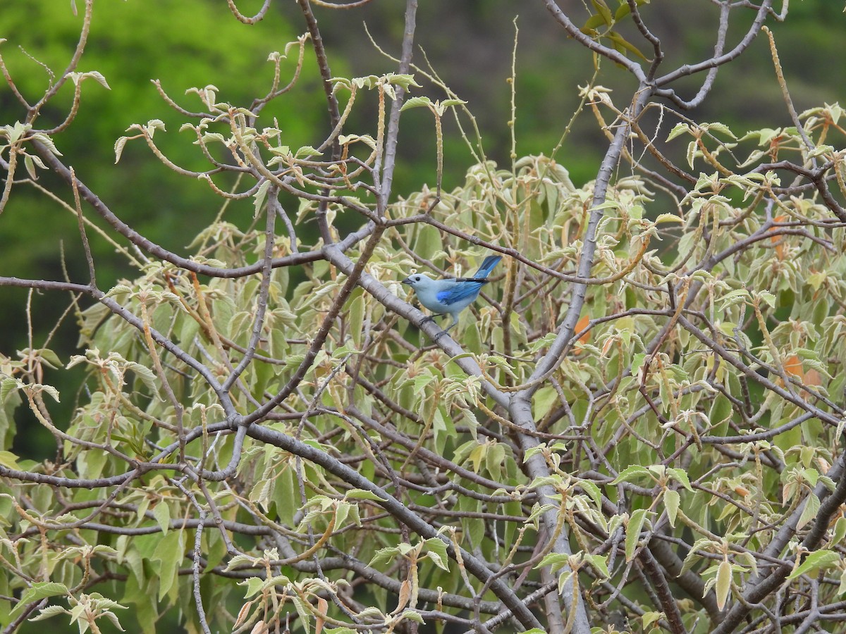 Blue-gray Tanager - ML643455232