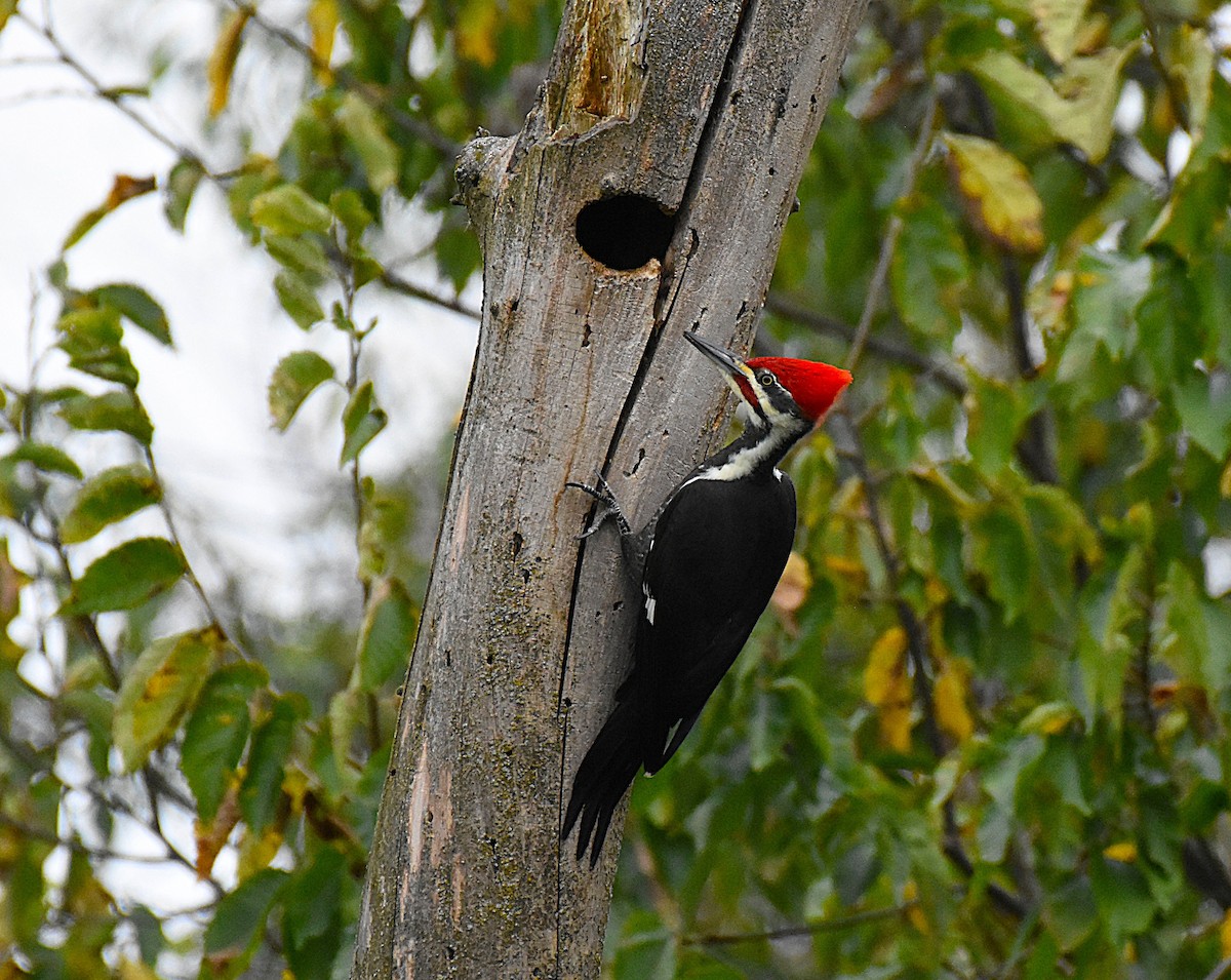 Pileated Woodpecker - ML643455239
