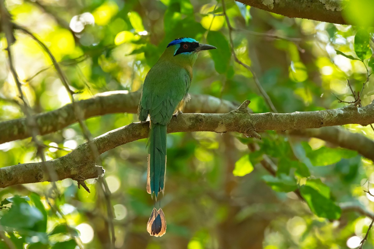 Amazonian Motmot - ML643455254