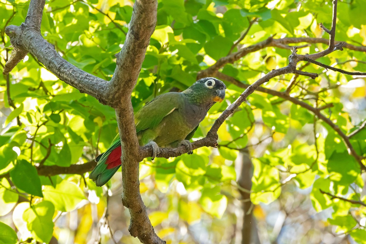 Scaly-headed Parrot - ML643455260