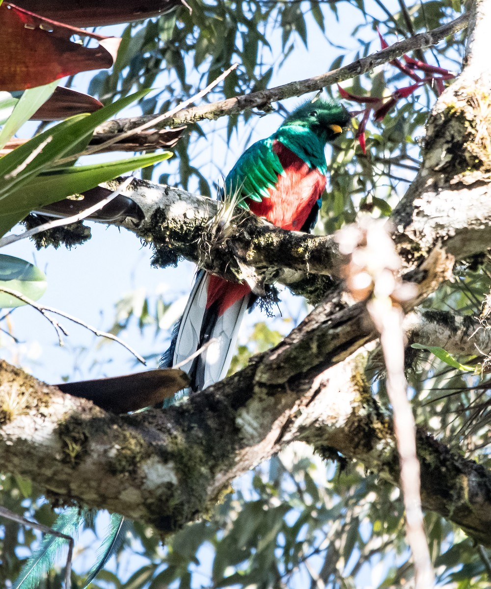 Resplendent Quetzal (Guatemalan) - ML643455261