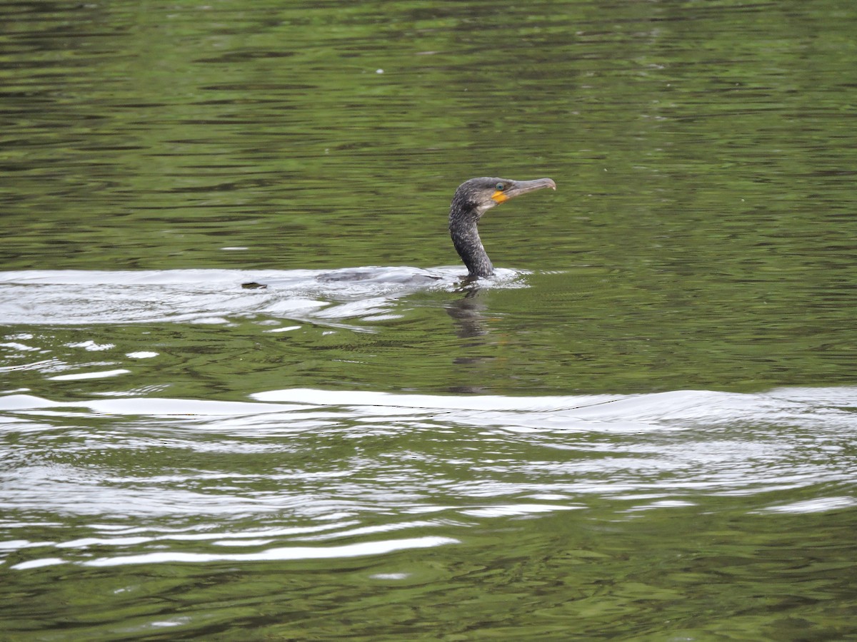 Cormorano - ML643455262