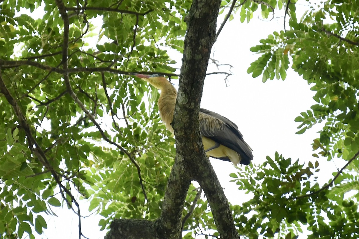 Whistling Heron - ML643455298