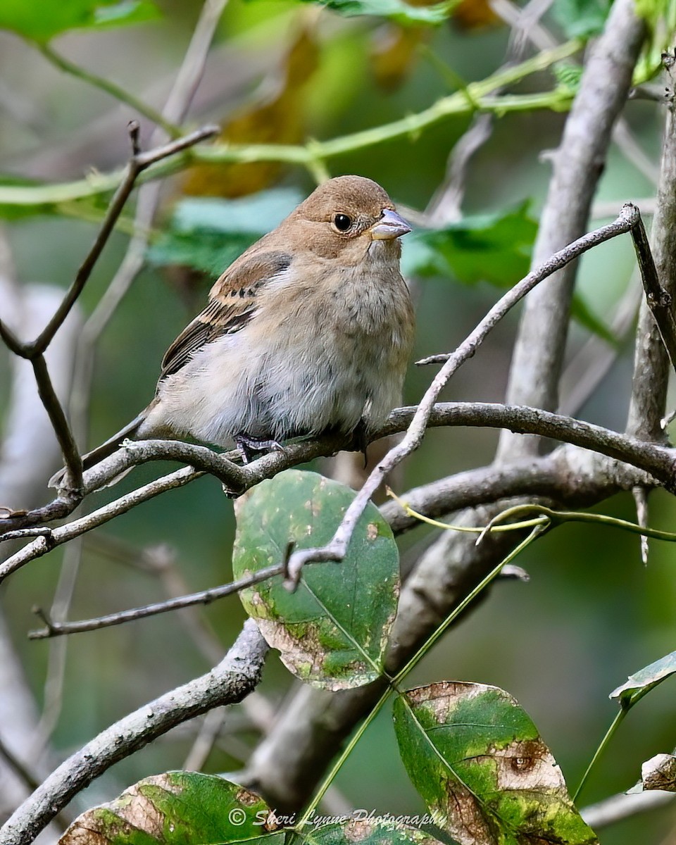 Indigo Bunting - ML643455309