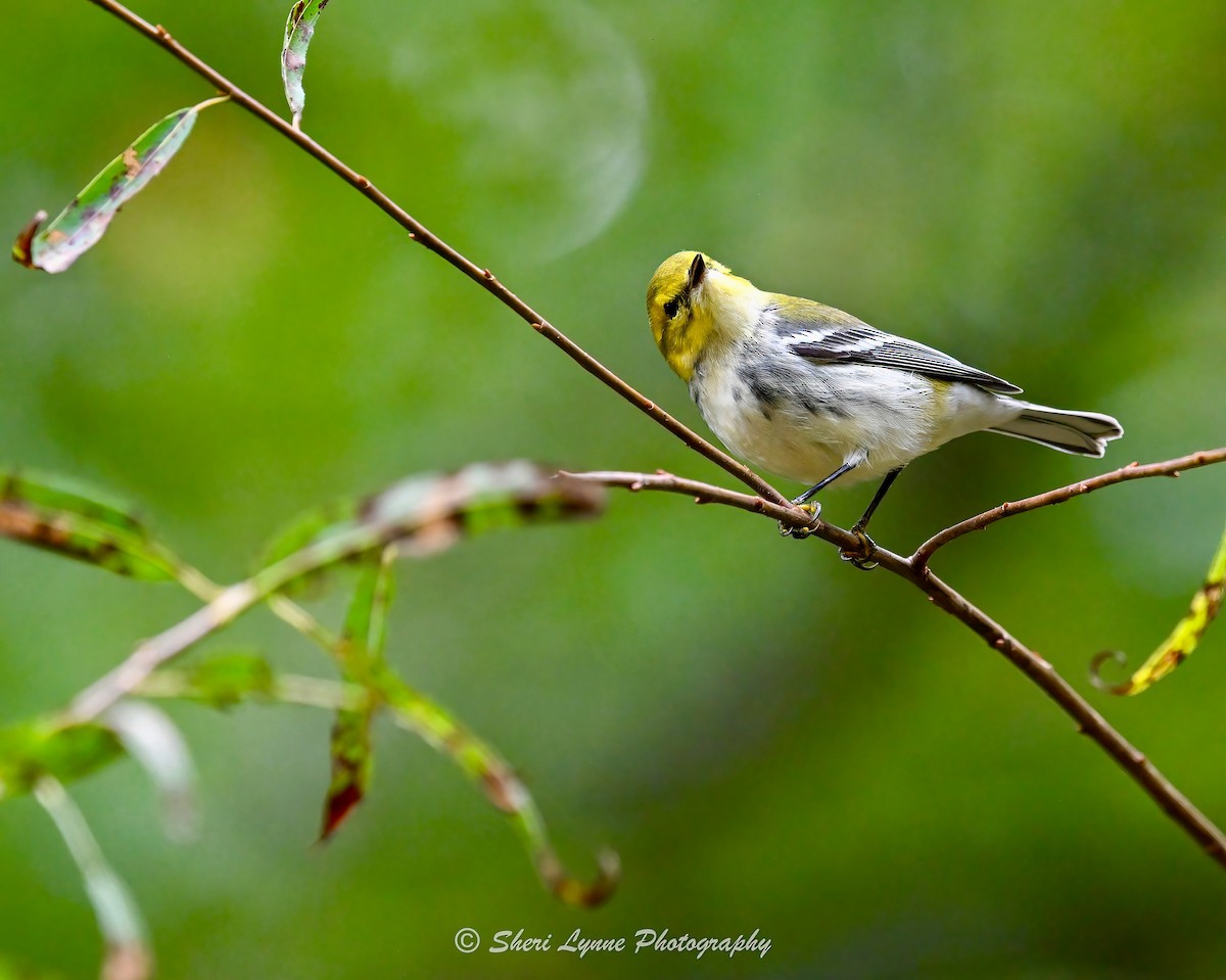 ノドグロミドリアメリカムシクイ - ML643455320