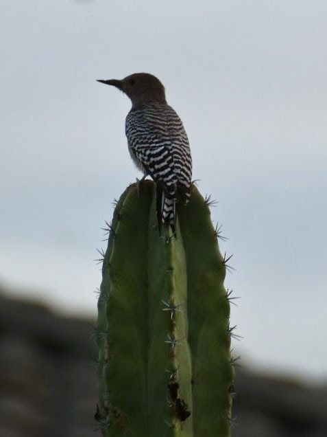 Pic des saguaros - ML643455322