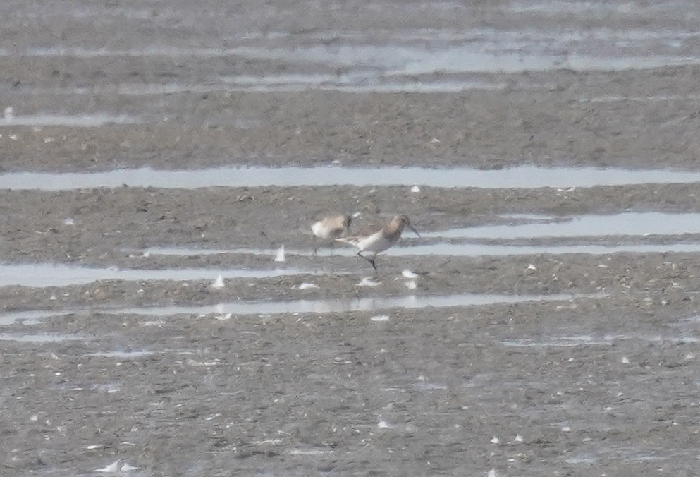 Bécasseau à poitrine cendrée - ML643455356