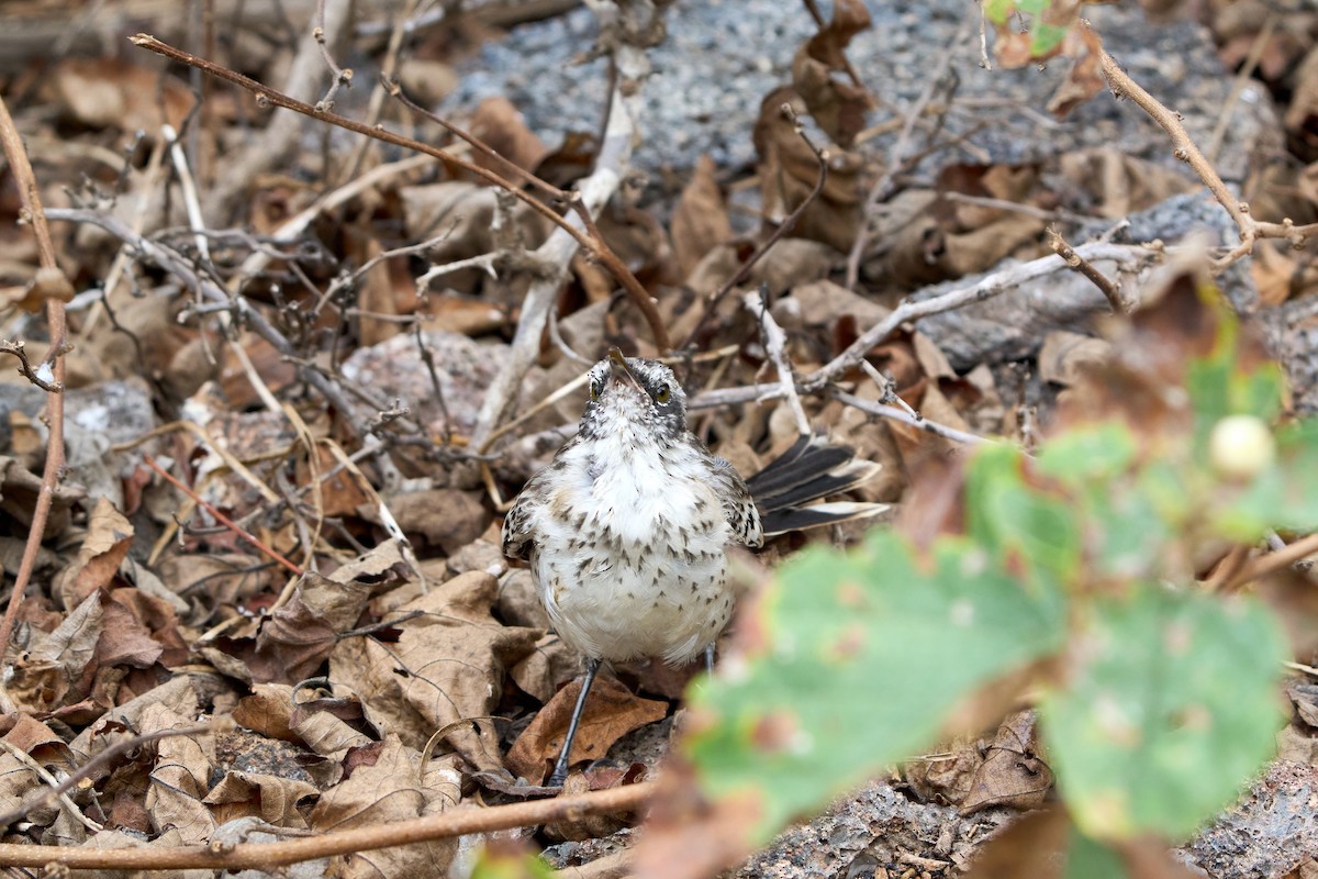 Galapagos Mockingbird - ML643455358