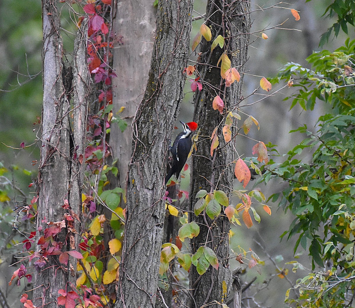 Pileated Woodpecker - ML643455371