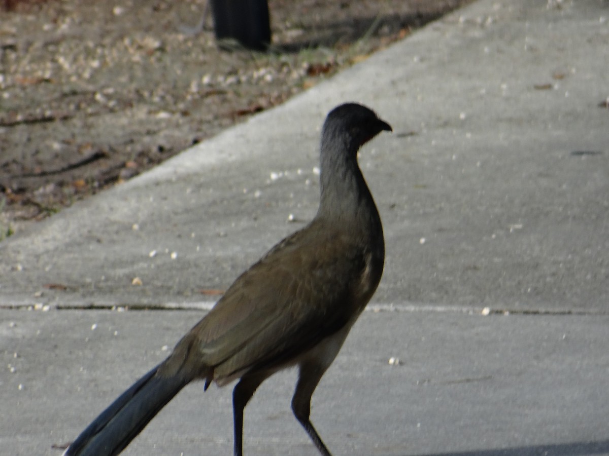 Plain Chachalaca - ML643455383