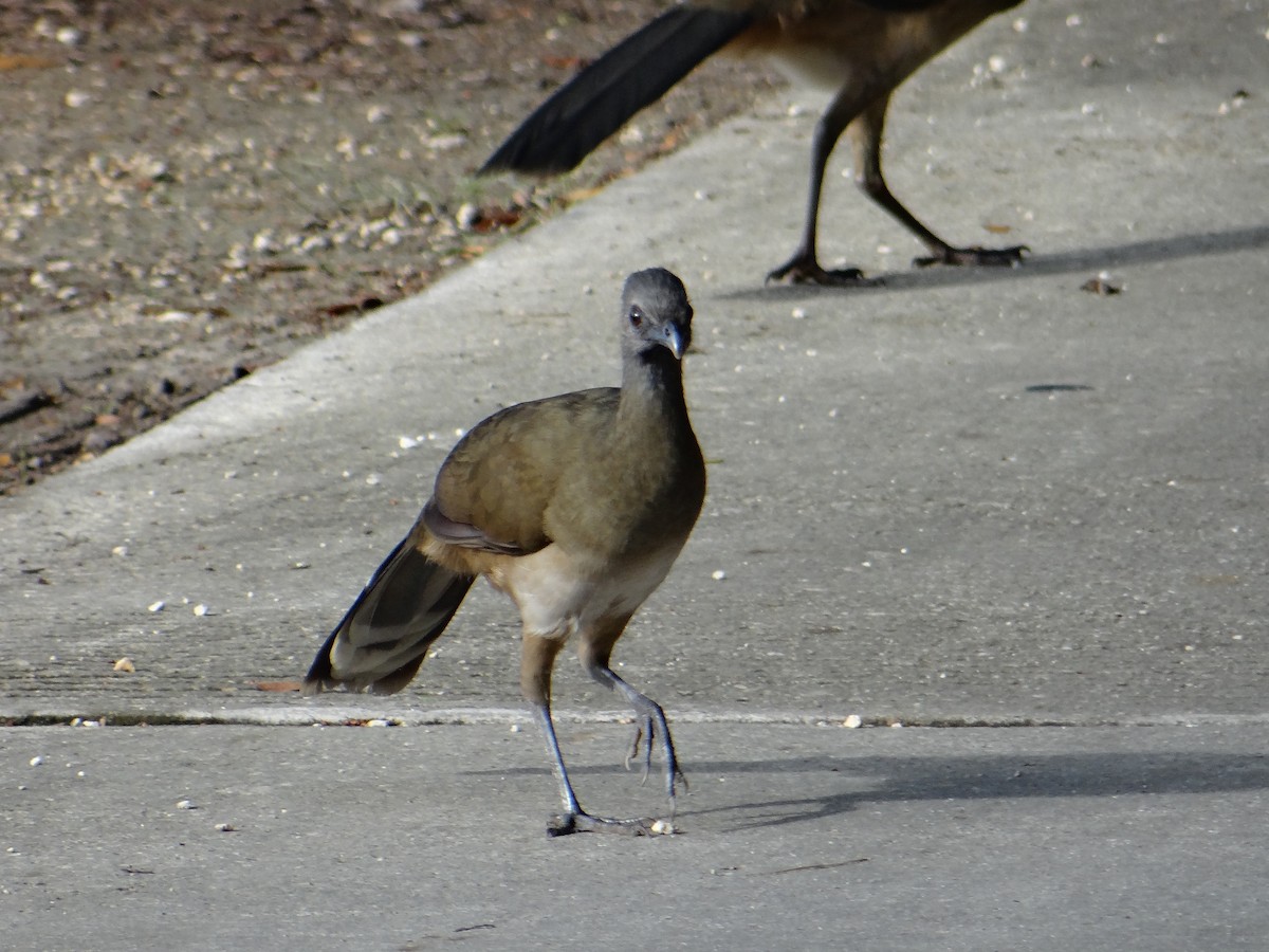 Plain Chachalaca - ML643455385