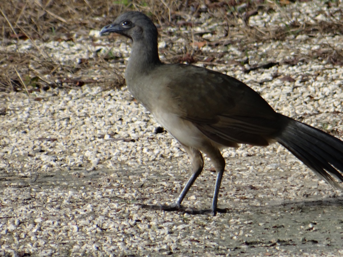 Plain Chachalaca - ML643455386