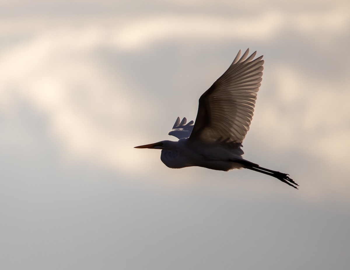 Great Egret - ML643455388