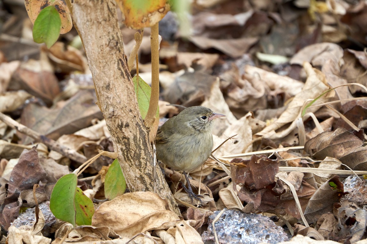 Gray Warbler-Finch - ML643455392