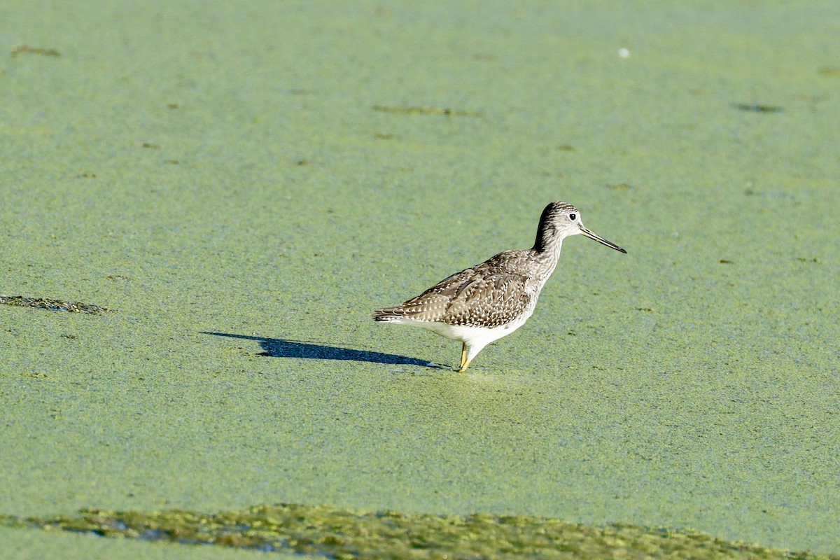 Greater Yellowlegs - ML643455394