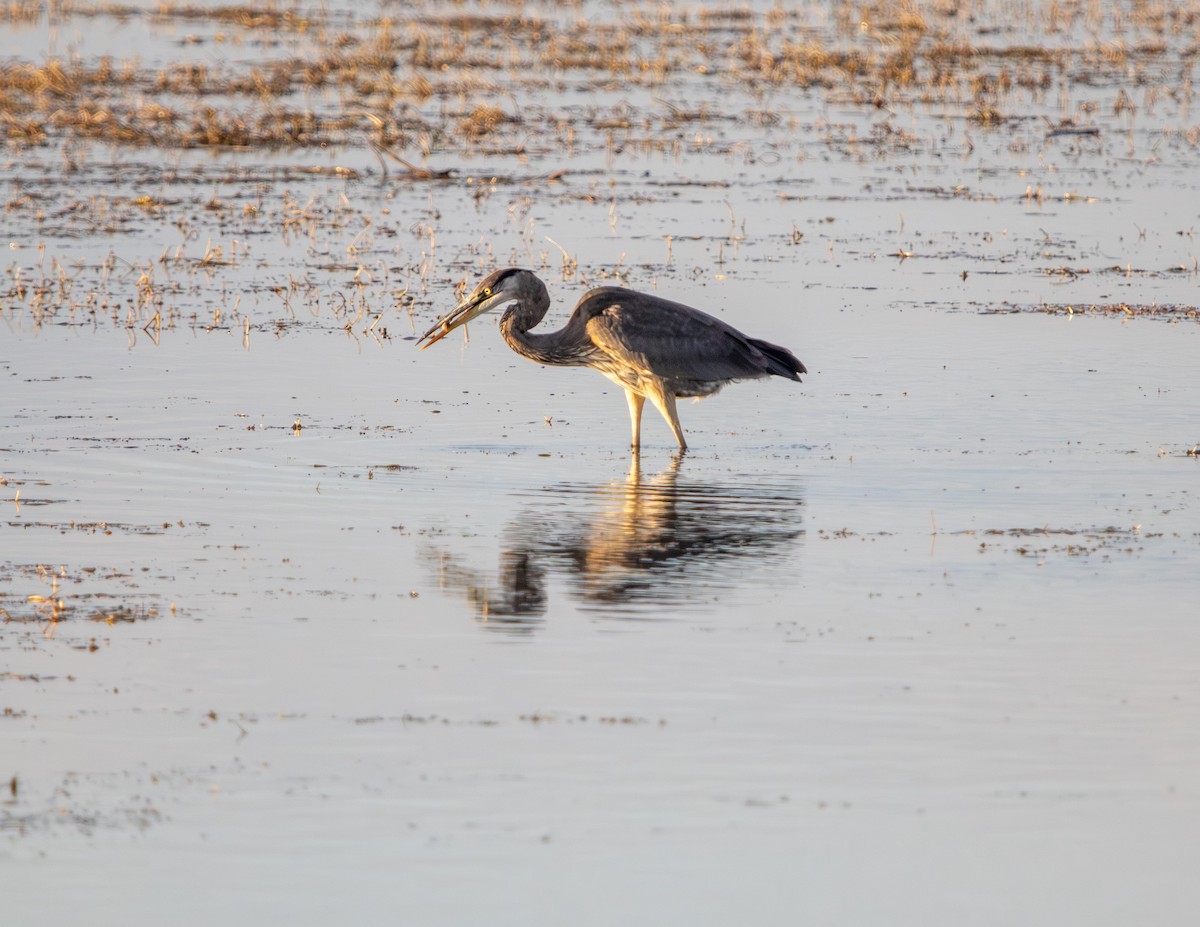 Great Blue Heron - ML643455395