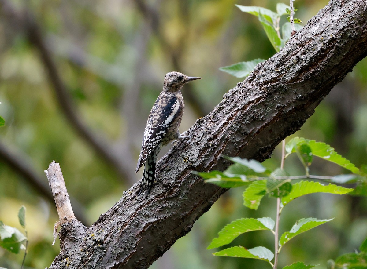 datel rudohrdlý - ML643455399