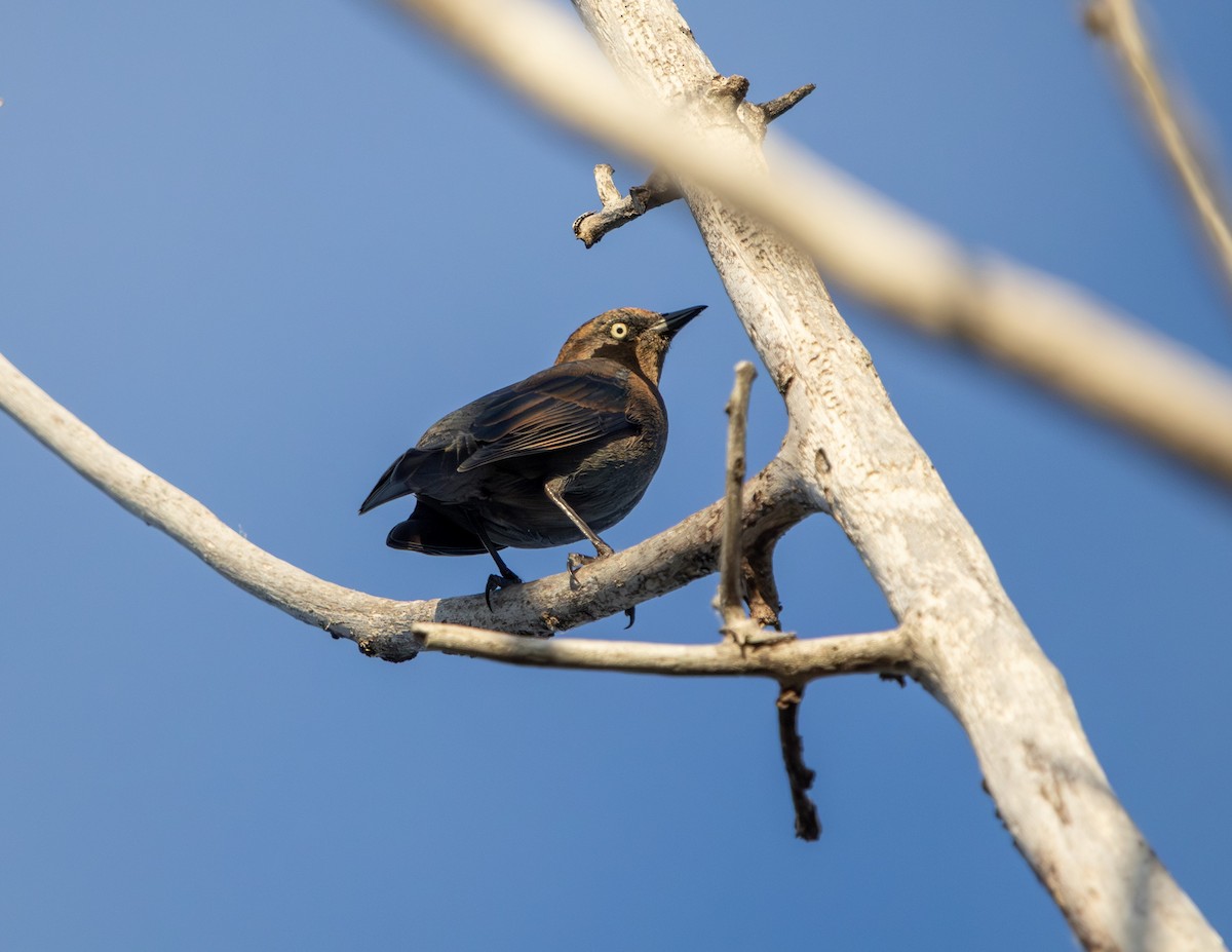 Rusty Blackbird - ML643455404