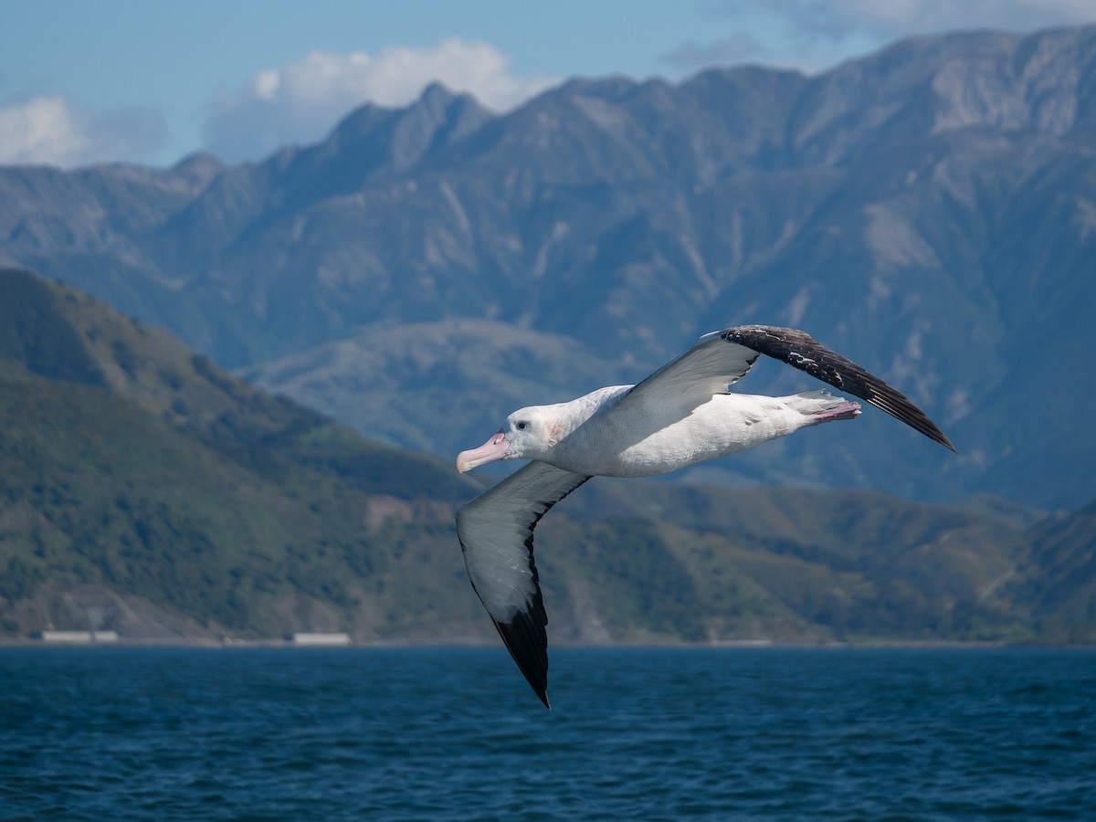 Antipodean Albatross (Gibson's) - ML643455405