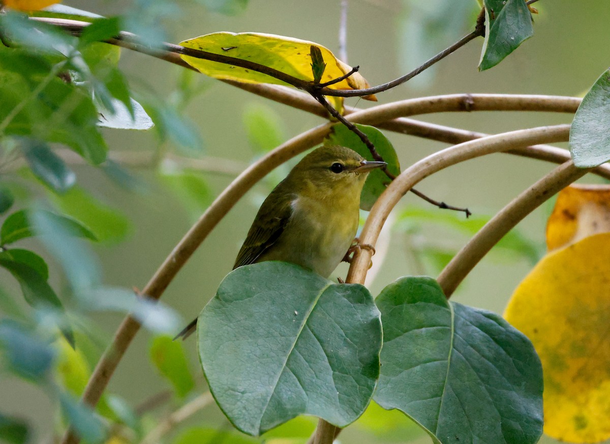 lesňáček olivový - ML643455407