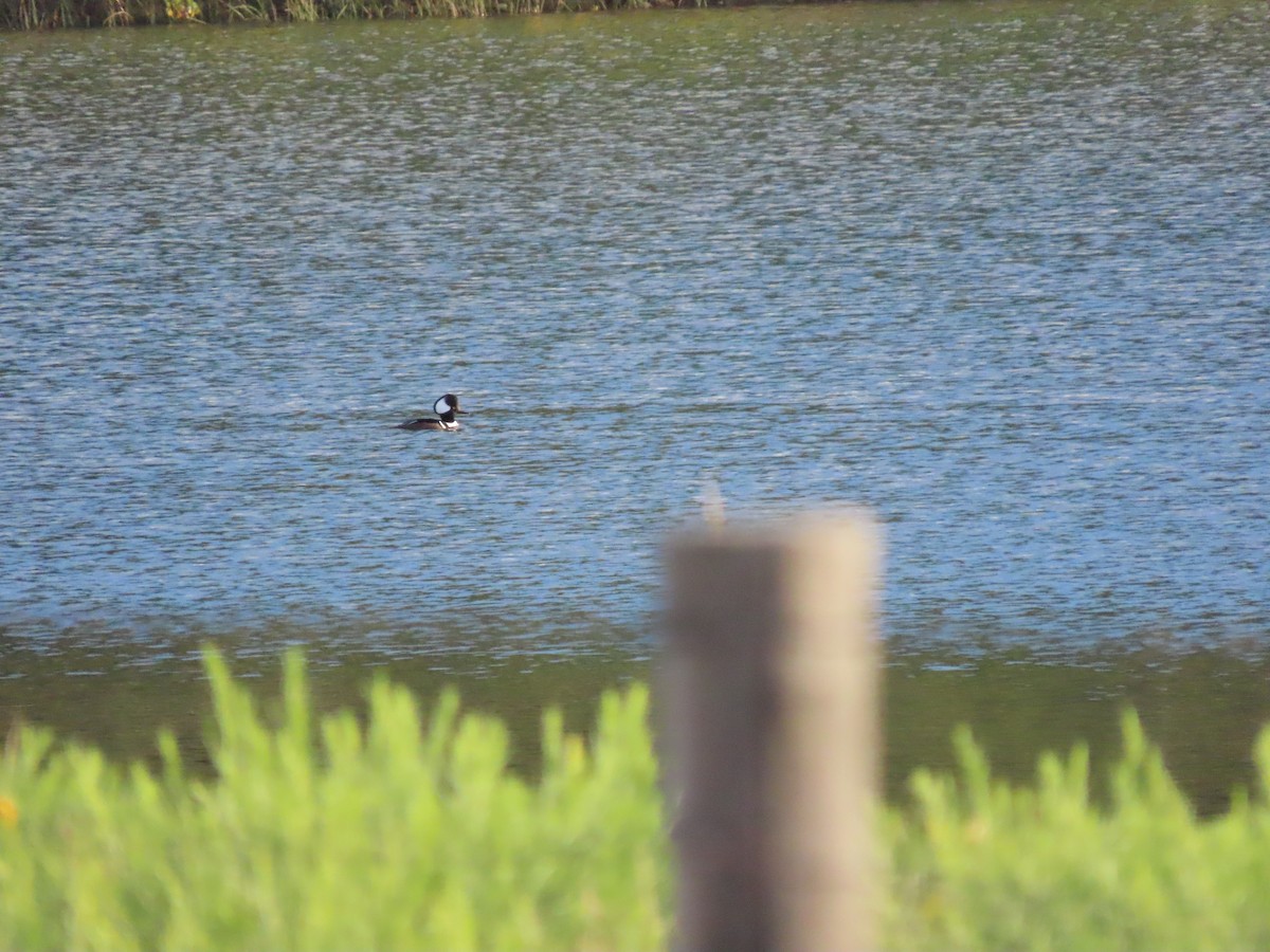 Hooded Merganser - ML643455411