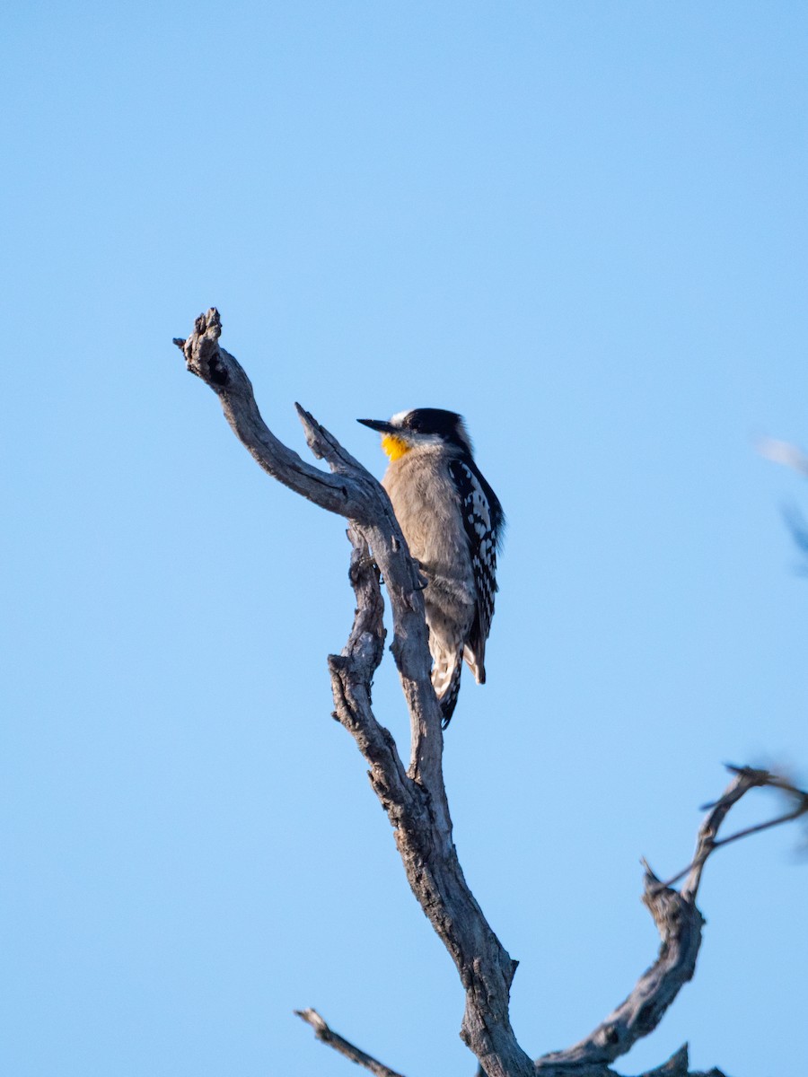 White-fronted Woodpecker - ML643455412