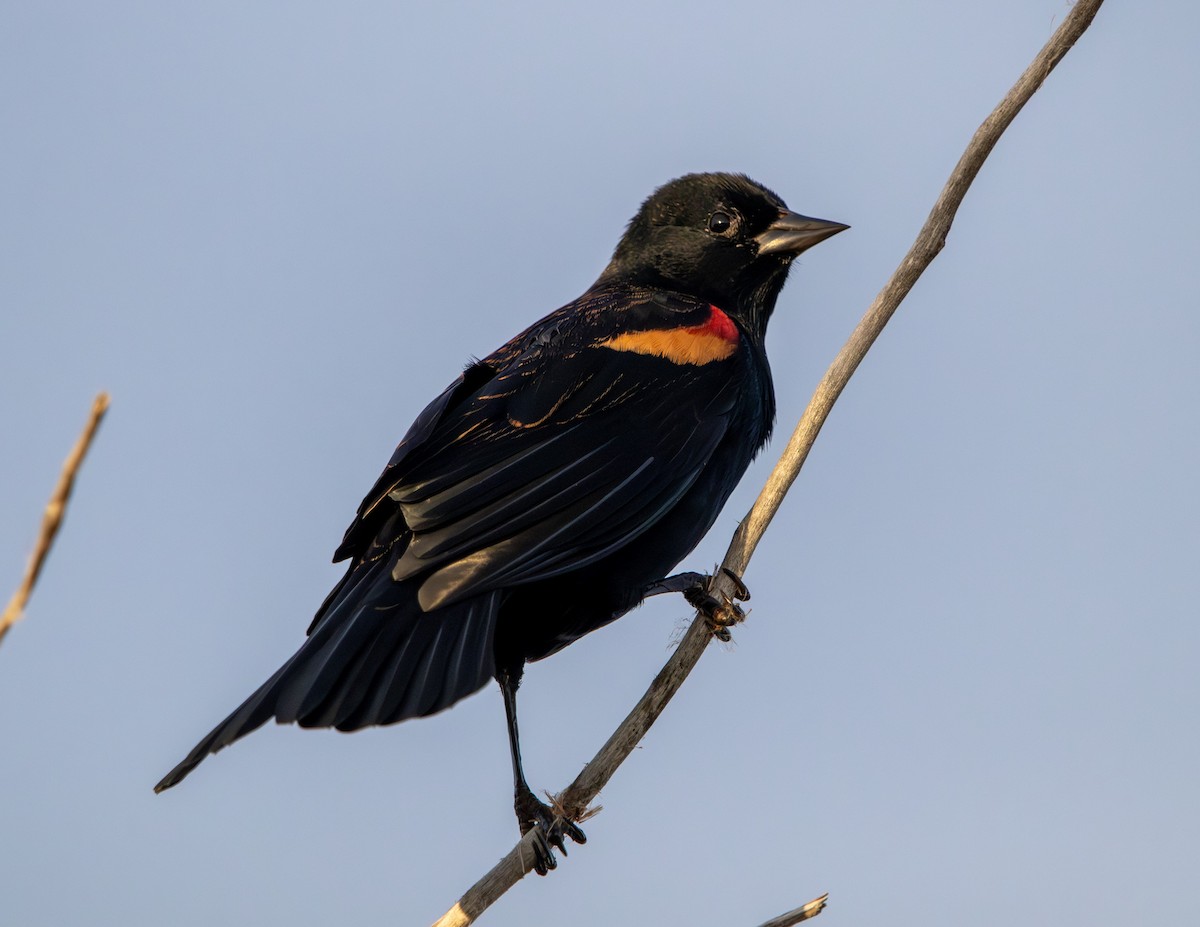 Red-winged Blackbird - ML643455414