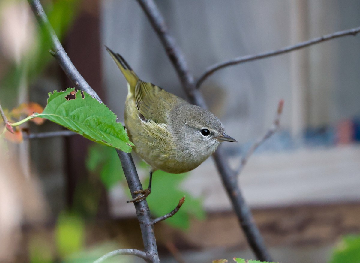 Orange-crowned Warbler - ML643455419