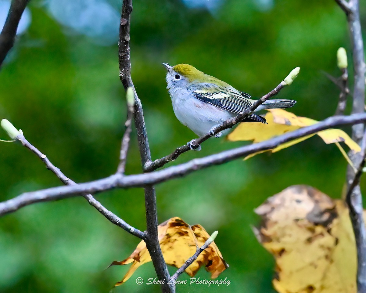 ワキチャアメリカムシクイ - ML643455420