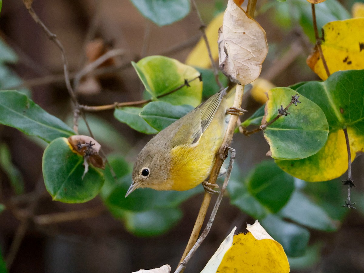 Nashville Warbler - ML643455425