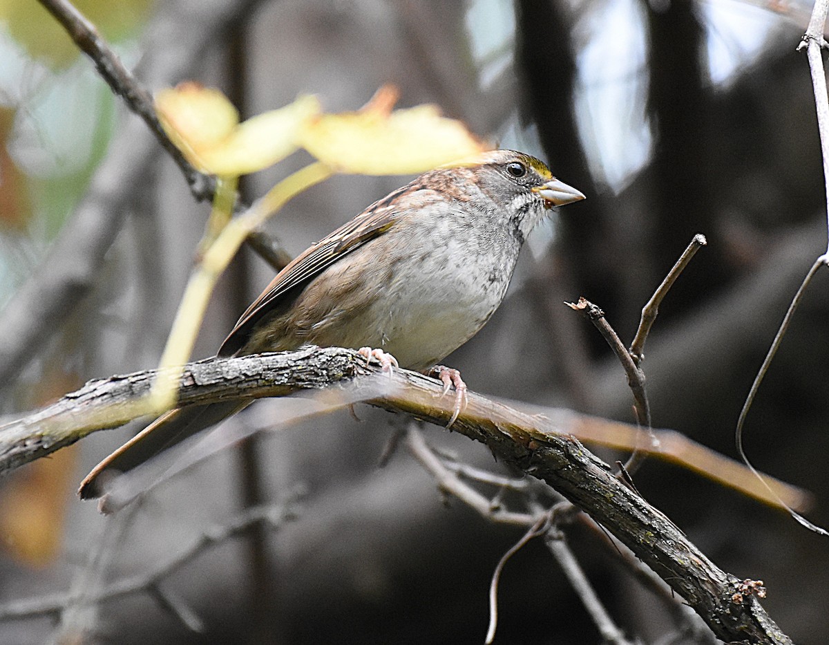 White-throated Sparrow - ML643455428