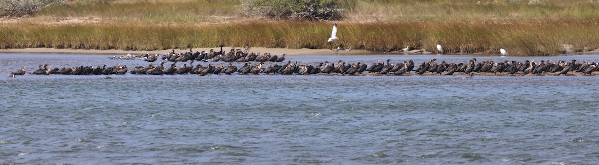 Double-crested Cormorant - ML643455429