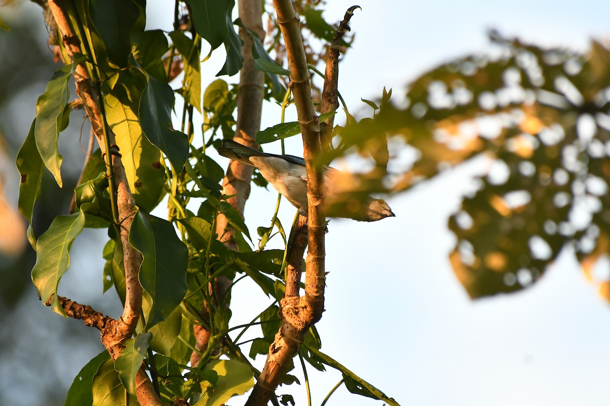 Blue-gray Tanager - ML643455430