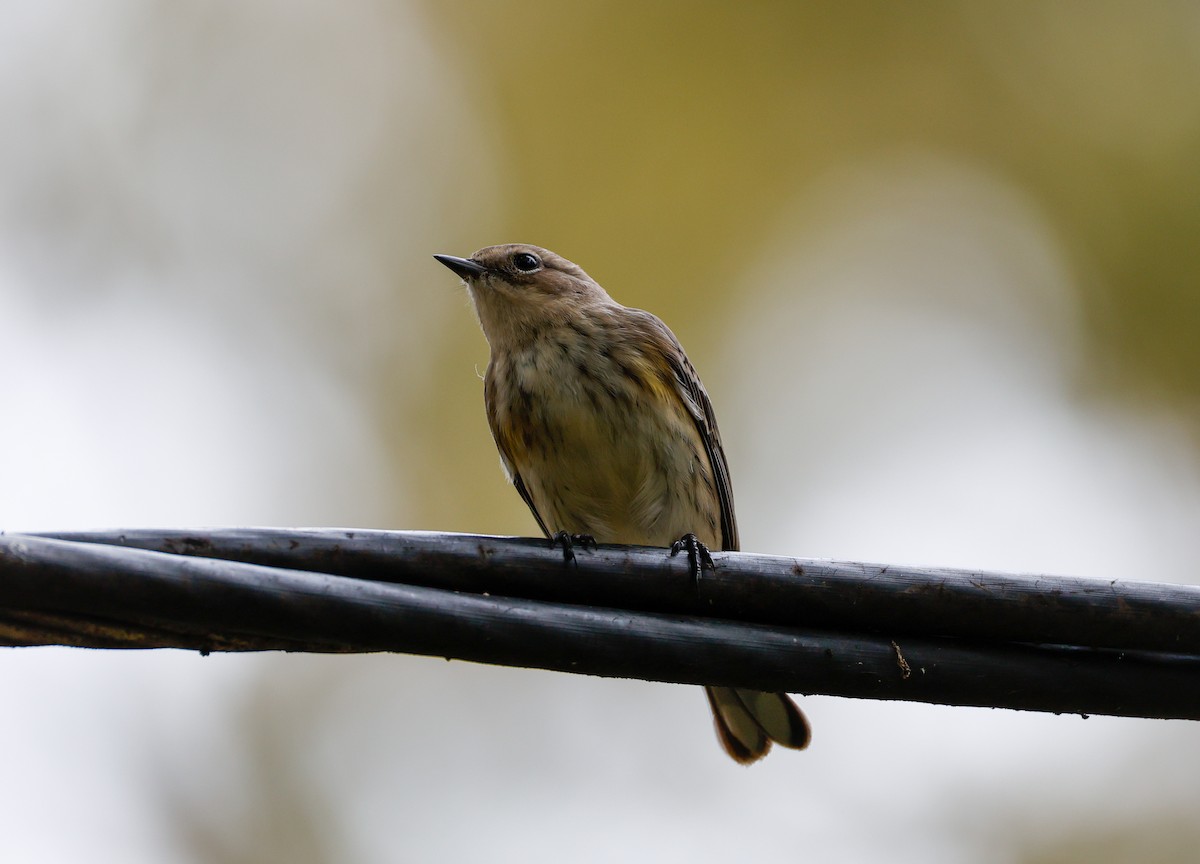 Yellow-rumped Warbler - ML643455433