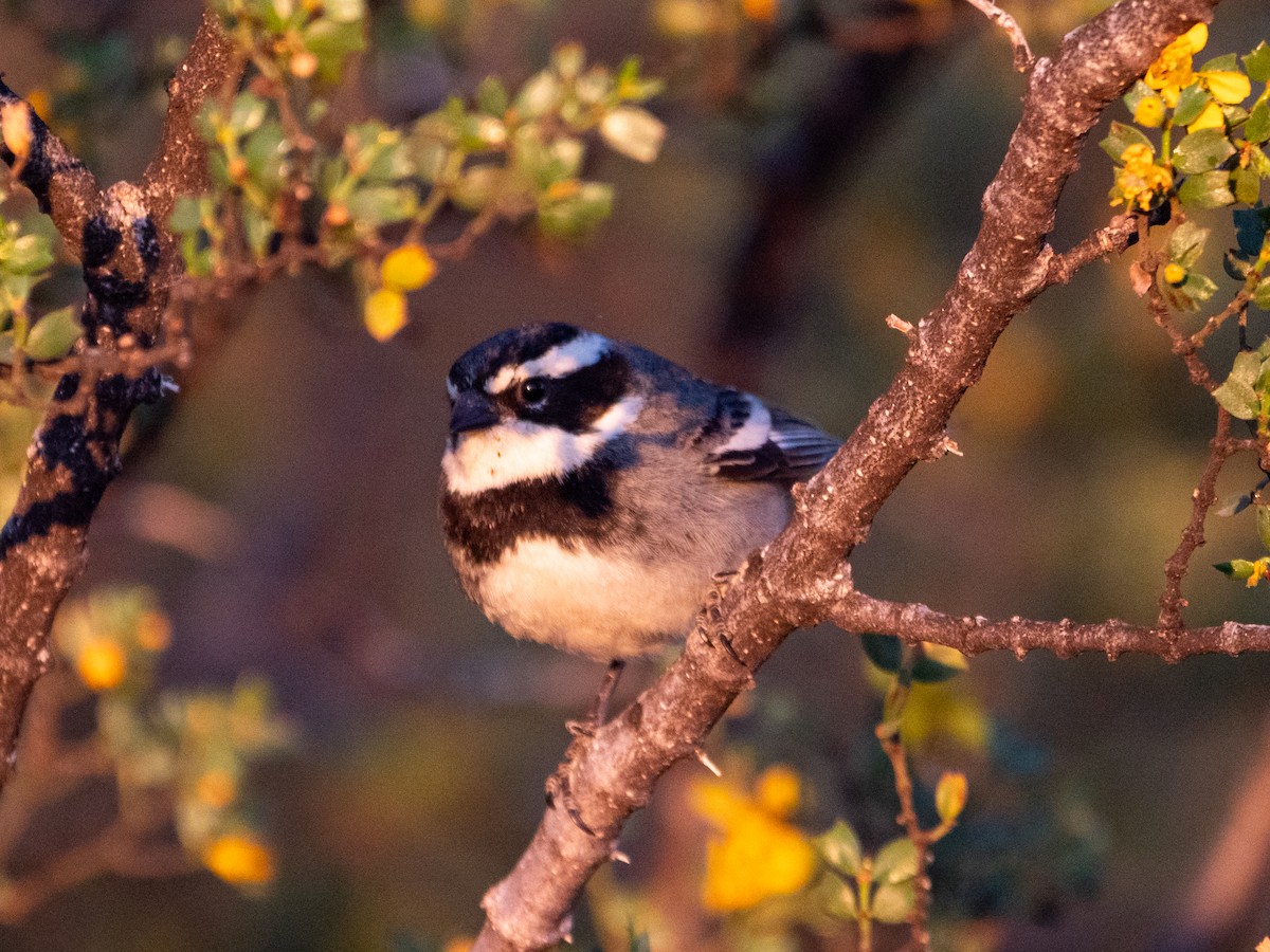 Ringed Warbling Finch - ML643455435