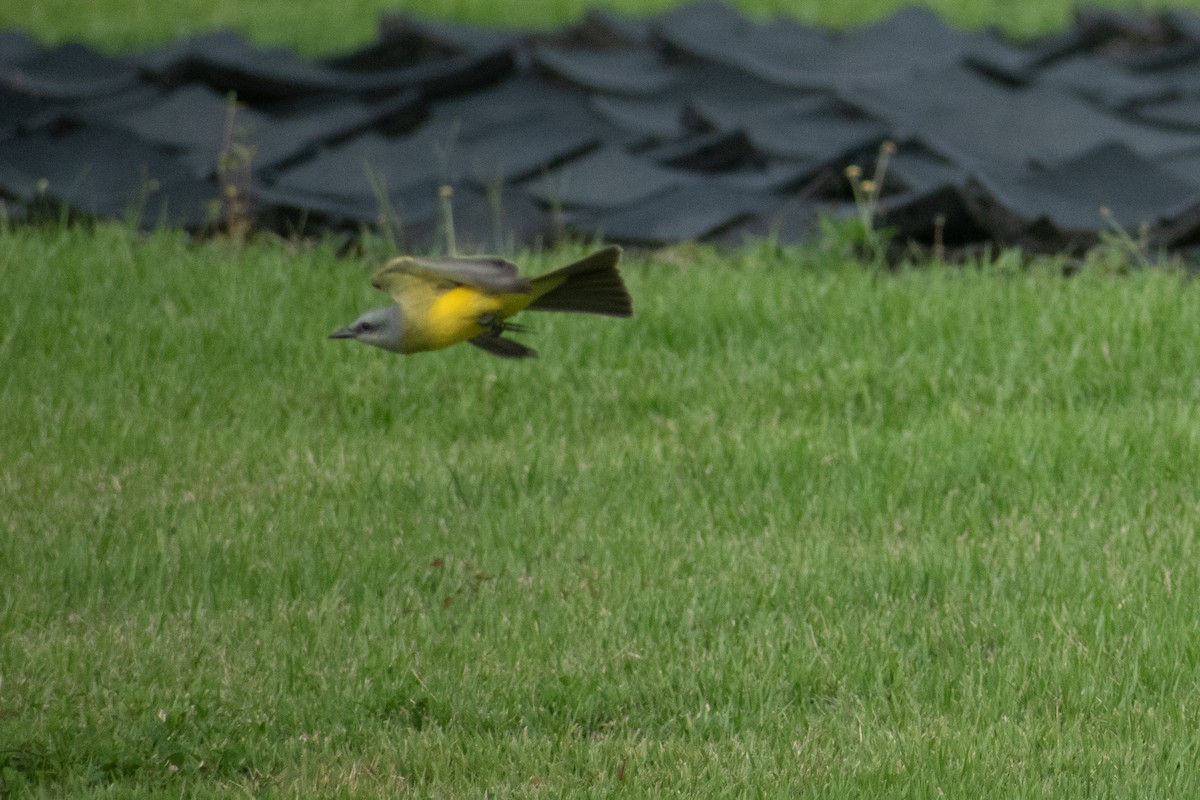 Tropical Kingbird - ML643455437