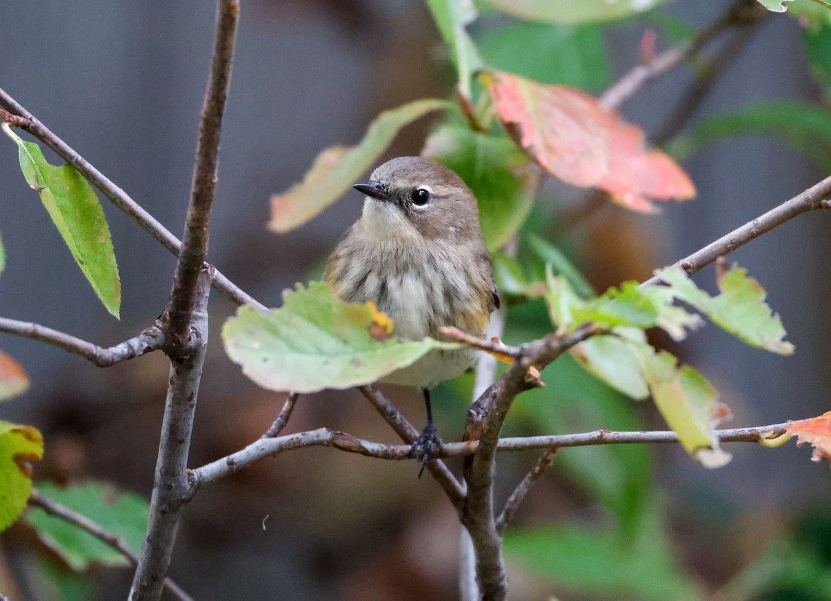 Yellow-rumped Warbler - ML643455438
