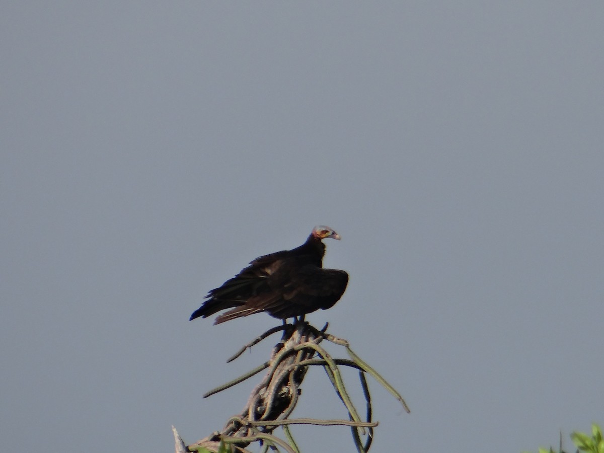 Lesser Yellow-headed Vulture - ML643455440