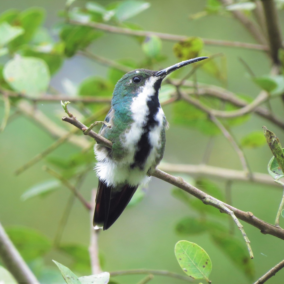 Black-throated Mango - ML643455442