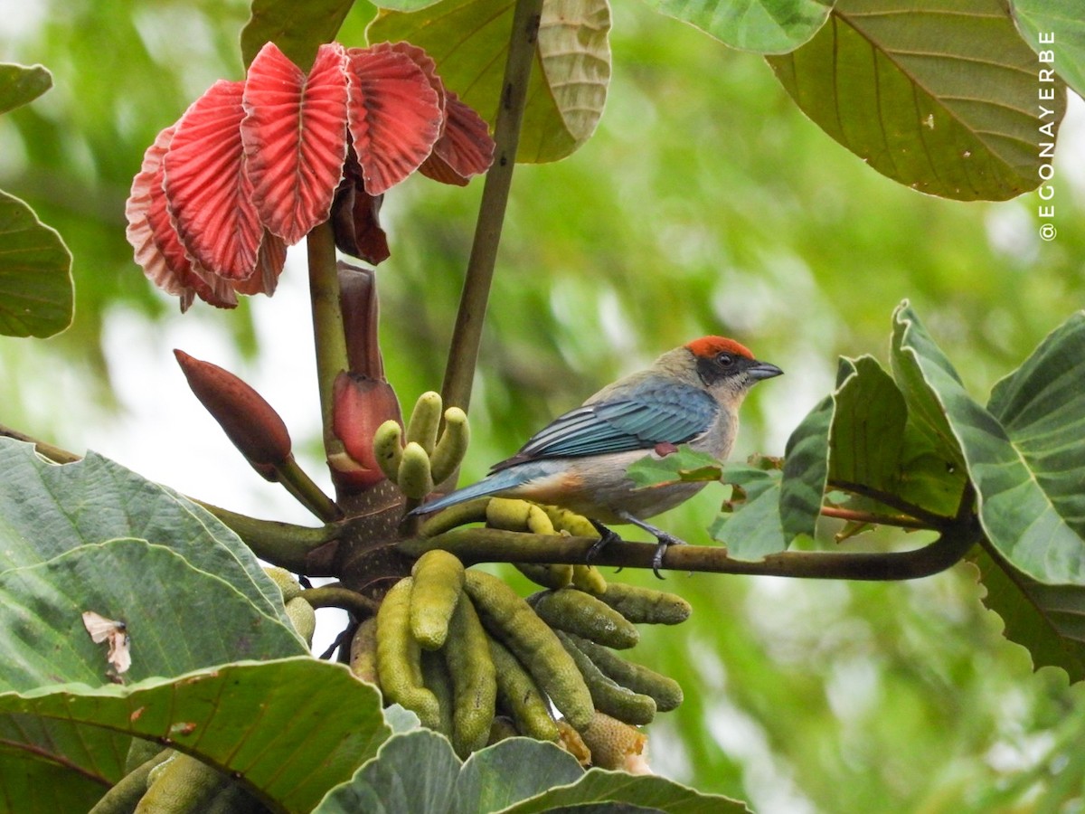 Scrub Tanager - ML643455444