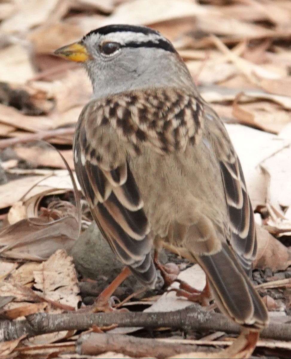 White-crowned Sparrow - ML643455447