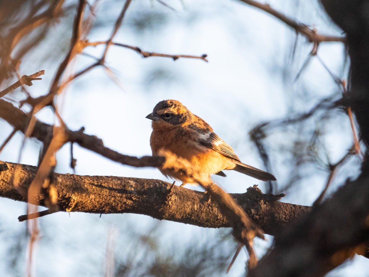 Cinnamon Warbling Finch - ML643455448