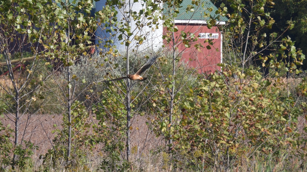Northern Harrier - ML643455449